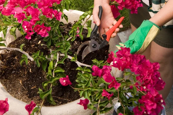 Person schneidet Bougainvillea mit Gartenschere